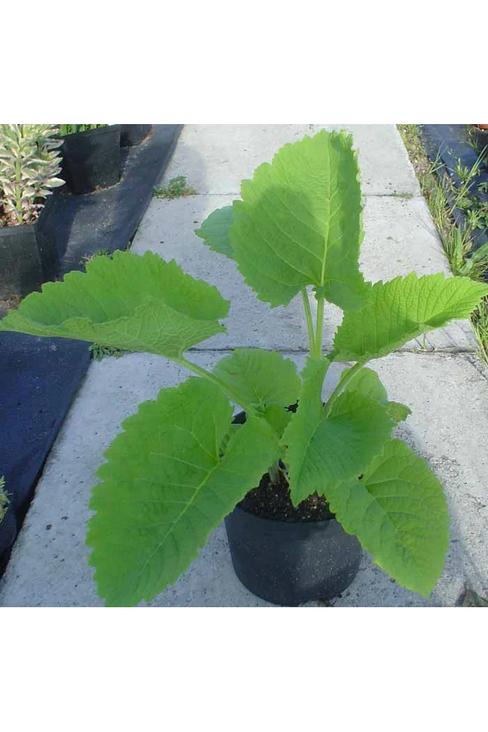 Oman wschodni 'Grandiflora' Inula orientalis