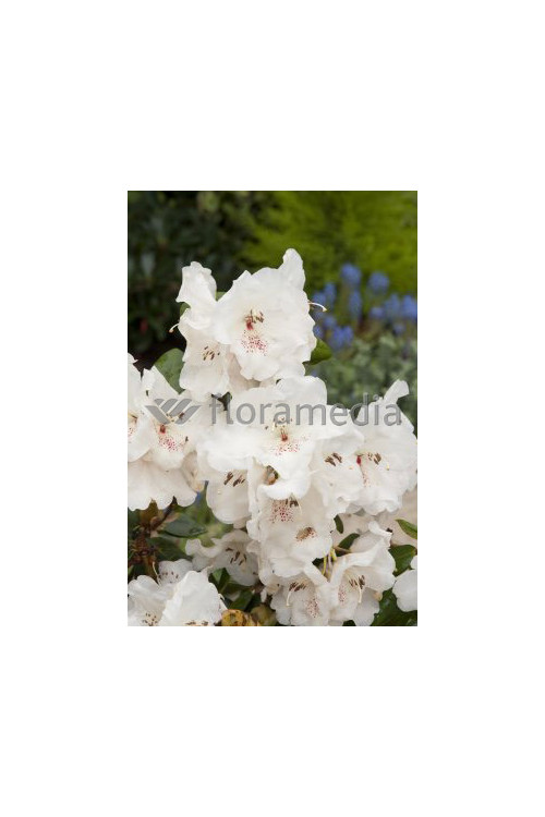 Różanecznik Williamsa 'Gartendirektor Rieger' Rhododendron williamsianum