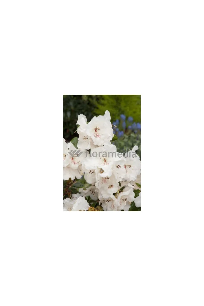Różanecznik Williamsa 'Gartendirektor Rieger' Rhododendron williamsianum