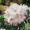Różanecznik Williamsa 'Gartendirektor Rieger' Rhododendron williamsianum