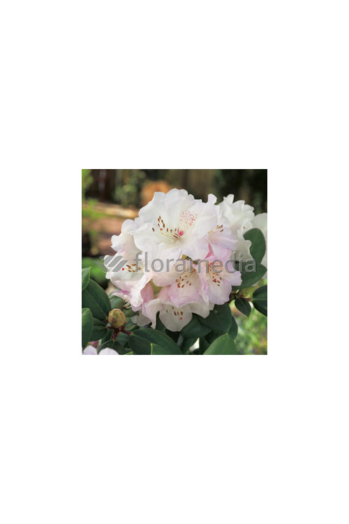 Różanecznik Williamsa 'Gartendirektor Rieger' Rhododendron williamsianum