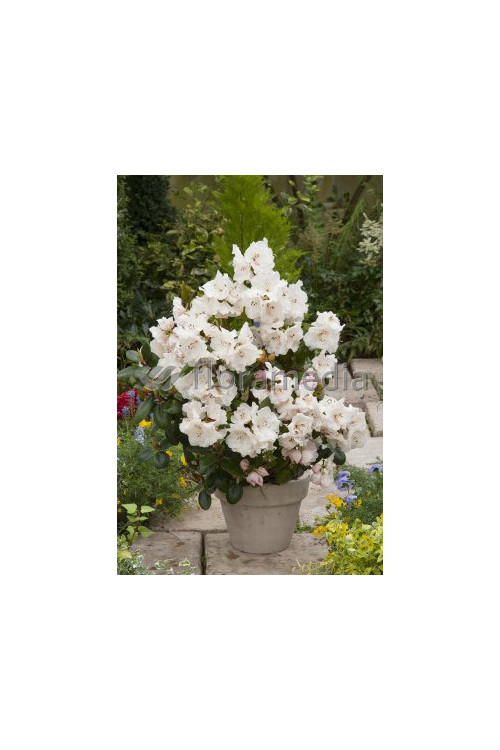 Różanecznik Williamsa 'Gartendirektor Rieger' Rhododendron williamsianum