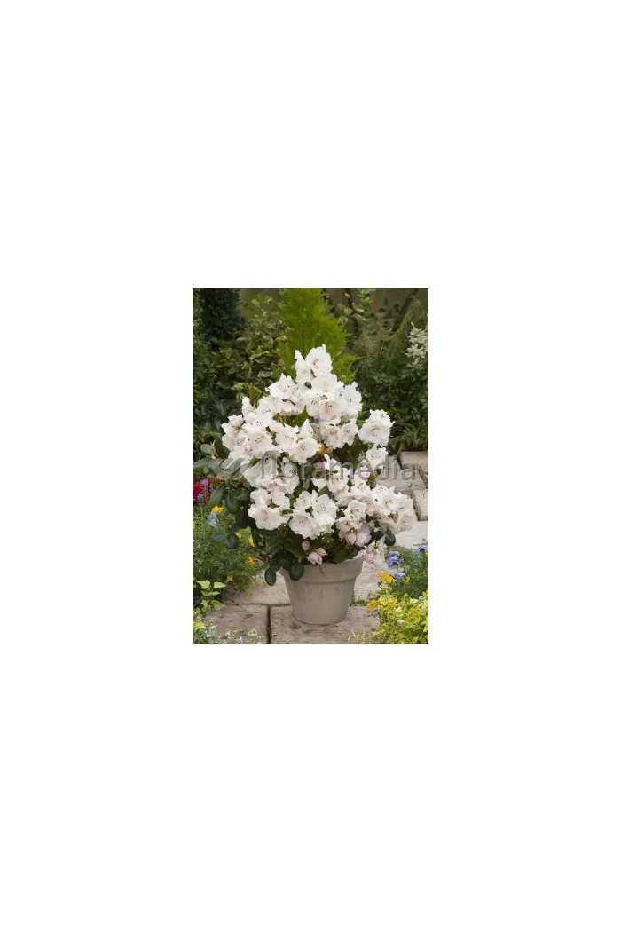 Różanecznik Williamsa 'Gartendirektor Rieger' Rhododendron williamsianum