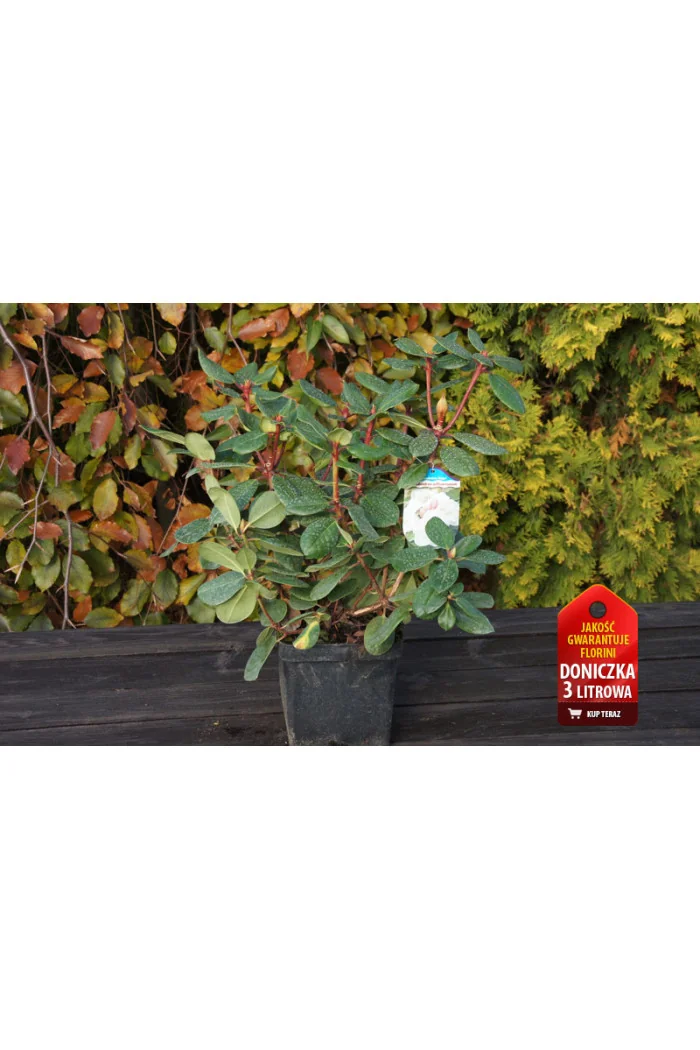 Różanecznik Williamsa 'Gartendirektor Rieger' Rhododendron williamsianum