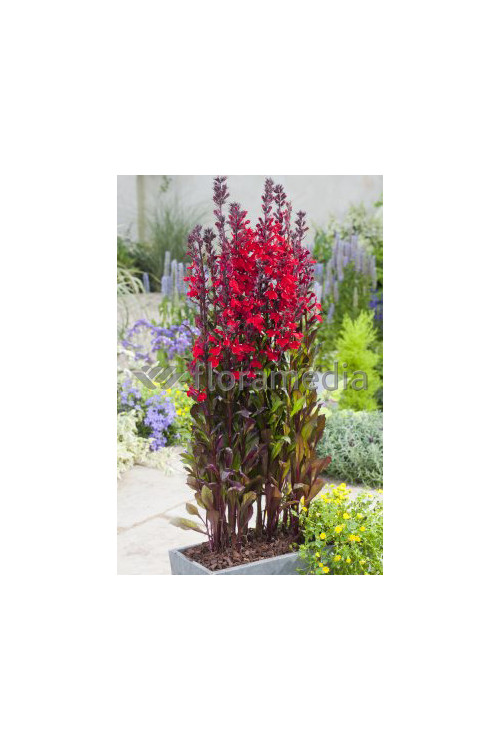 Lobelia szkarłatna Lobelia cardinalis