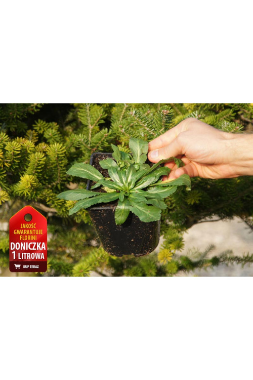 Lobelia szkarłatna Lobelia cardinalis