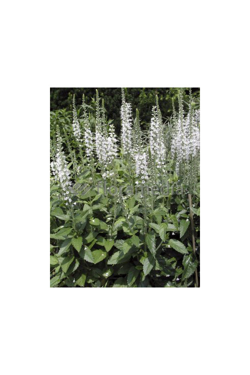 Przetacznik kłosowy 'Icicle' | Veronica spicata