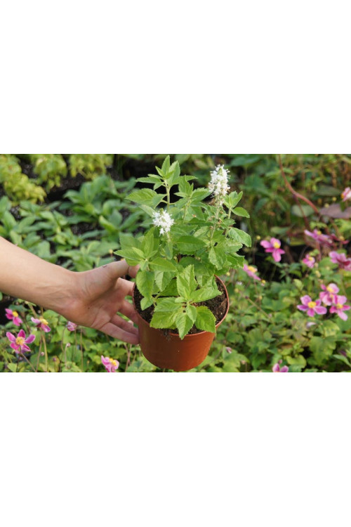 Przetacznik kłosowy 'Icicle' | Veronica spicata