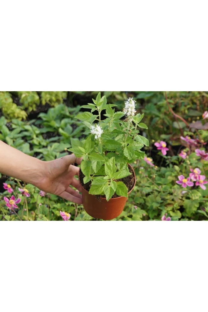 Przetacznik kłosowy 'Icicle' | Veronica spicata