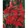 Lobelia szkarłatna Lobelia cardinalis