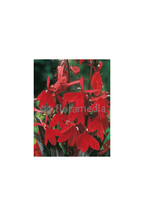 Lobelia szkarłatna Lobelia cardinalis