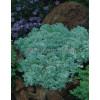 Bylica Schmidta 'Nana' Artemisia schmidtiana