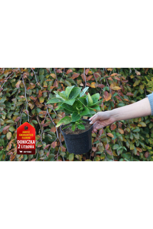 Hortensja ogrodowa 'Ayesha' | Hydrangea macrophylla