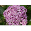 Hortensja ogrodowa 'Ayesha' | Hydrangea macrophylla