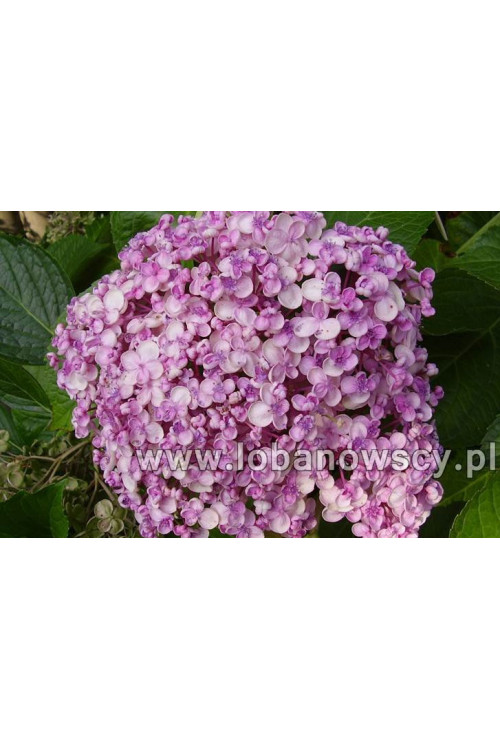 Hortensja ogrodowa 'Ayesha' | Hydrangea macrophylla
