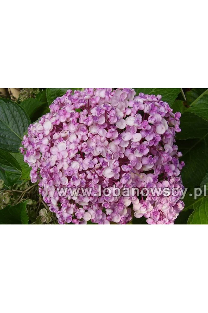 Hortensja ogrodowa 'Ayesha' | Hydrangea macrophylla