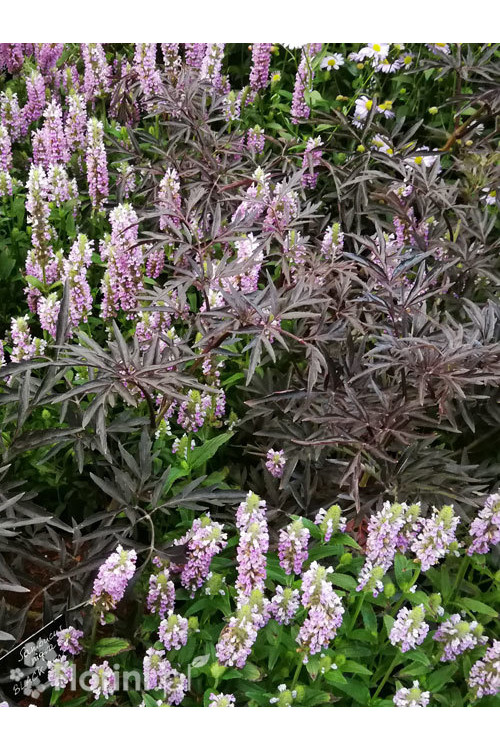 Bez czarny 'Black Lace' (Eva) | Sambucus nigra