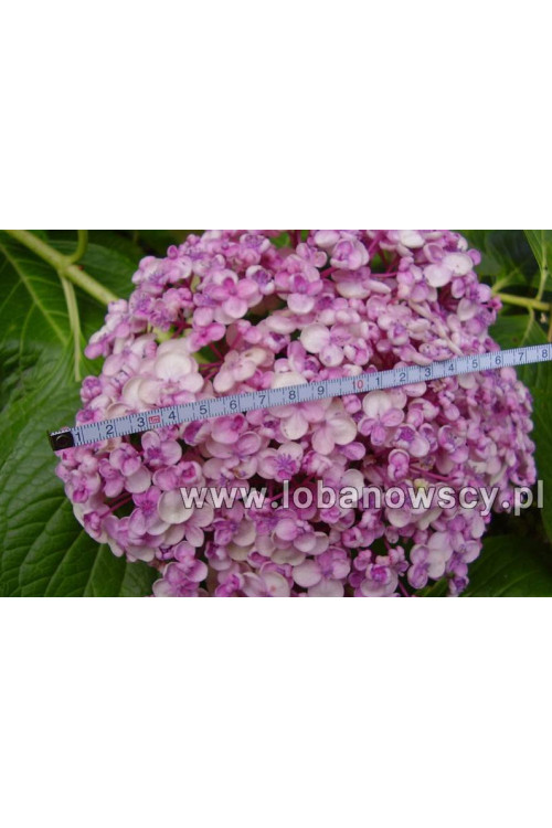 Hortensja ogrodowa 'Ayesha' | Hydrangea macrophylla