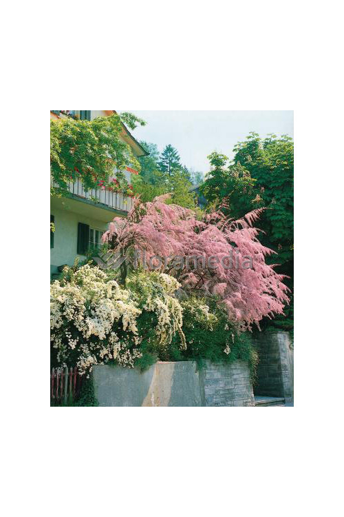 Tamaryszek drobnokwiatowy Tamarix parviflora