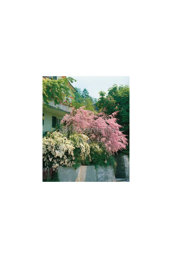 Tamaryszek drobnokwiatowy Tamarix parviflora