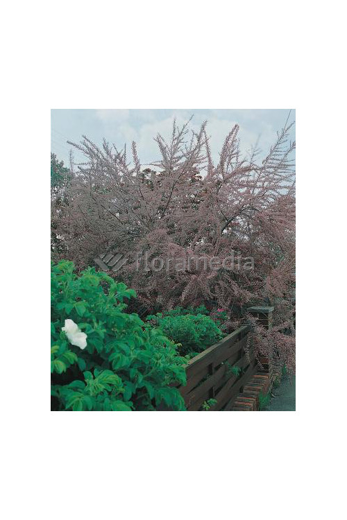 Tamaryszek drobnokwiatowy Tamarix parviflora