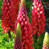 Łubin 'Towering Inferno' | Lupinus