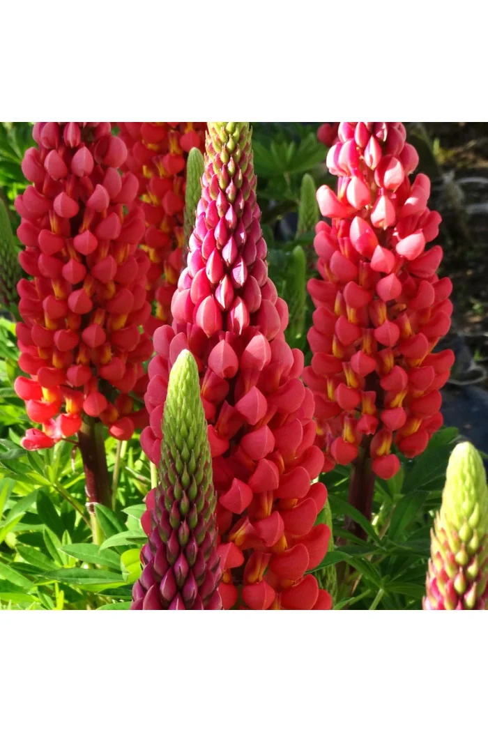 Łubin 'Towering Inferno' | Lupinus