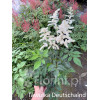 Tawułka arendsa 'Deutschland' | Astilbe arendsii