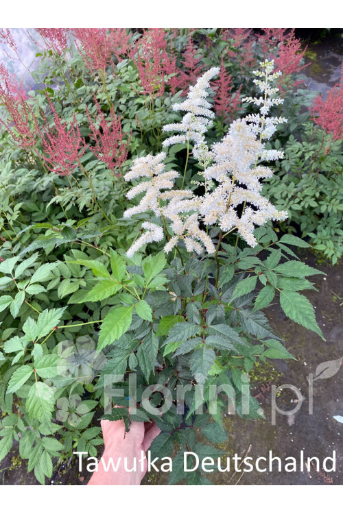 Tawułka arendsa 'Deutschland' | Astilbe arendsii