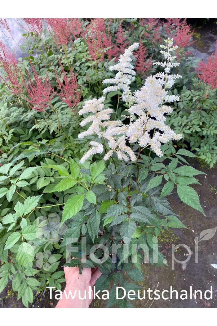 Tawułka arendsa 'Deutschland' | Astilbe arendsii