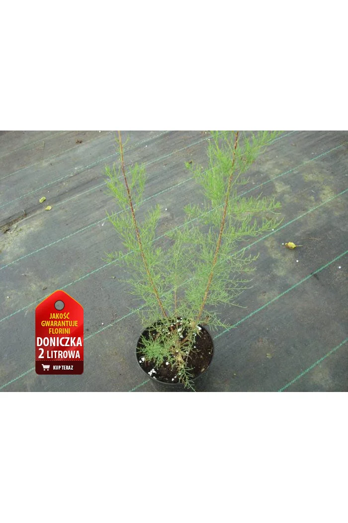 Tamaryszek drobnokwiatowy Tamarix parviflora