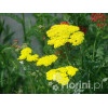 Krwawnik wiązówkowaty 'Coronation Gold' Achillea filipendulina