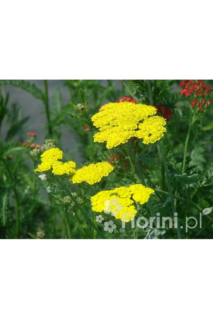 Krwawnik wiązówkowaty 'Coronation Gold' Achillea filipendulina