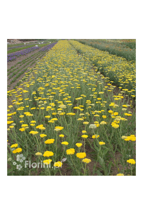 Krwawnik ogrodowy 'Schwellenburg' Achillea millefolia