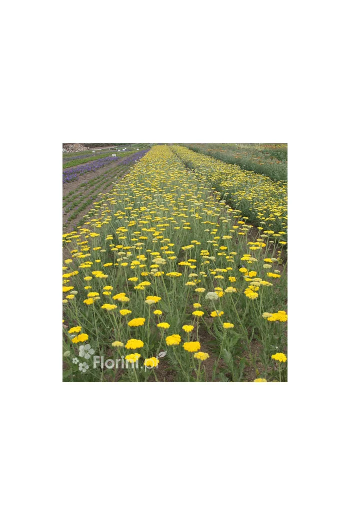 Krwawnik ogrodowy 'Schwellenburg' Achillea millefolia