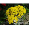 Krwawnik wiązówkowaty 'Coronation Gold' Achillea filipendulina