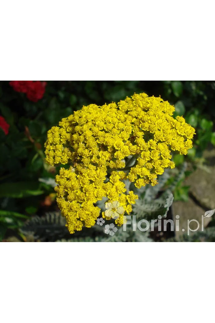 Krwawnik wiązówkowaty 'Coronation Gold' Achillea filipendulina