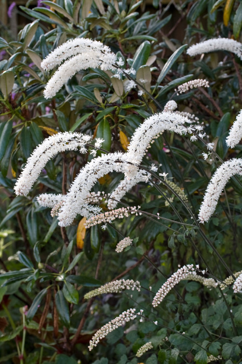 świecznica, świecznica Brunette, świecznica o ciemnych liściach, cimicifuga, pluskwica groniasta, actaea, pachnące kwiaty