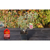 Budleja Dawida 'Royal Red'| Buddleja dawidii