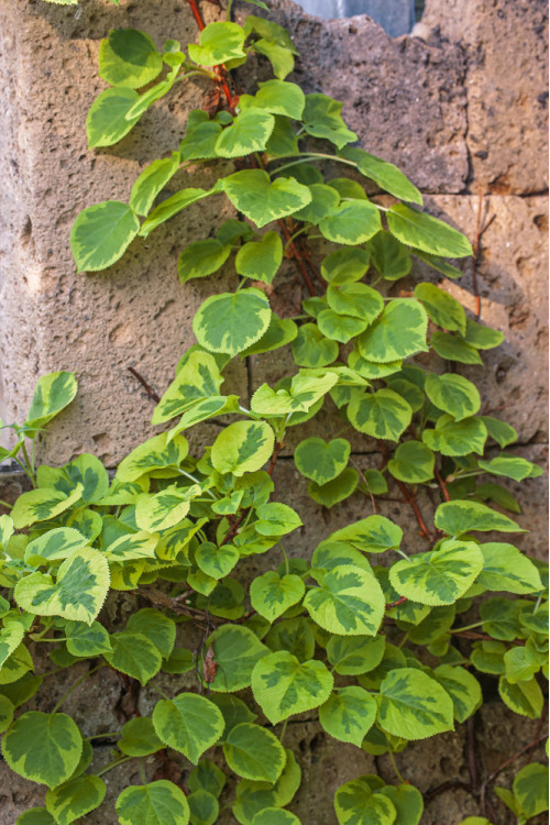 Hortensja pnąca 'Miranda' | Hydrangea petiolaris