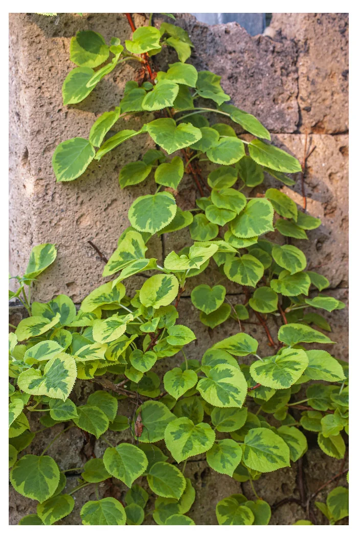 Hortensja pnąca 'Miranda' | Hydrangea petiolaris