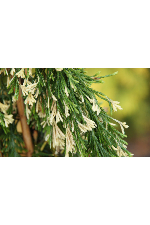 Cyprysik nutkajski 'Gloria Polonica' Chamaecyparis nootkanensis