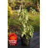 Cyprysik nutkajski 'Gloria Polonica' Chamaecyparis nootkanensis