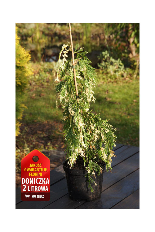Cyprysik nutkajski 'Gloria Polonica' Chamaecyparis nootkanensis