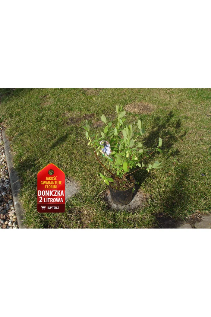 Jagoda kamczacka 'Atut' Lonicera kamtschatica