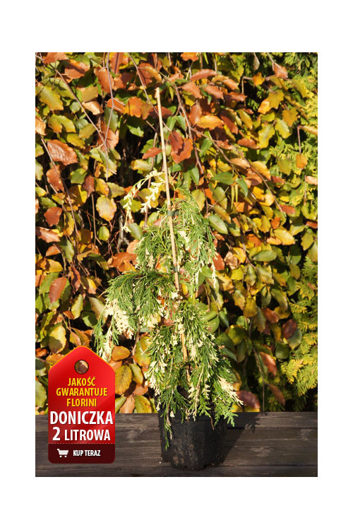 Cyprysik nutkajski 'Gloria Polonica' Chamaecyparis nootkanensis