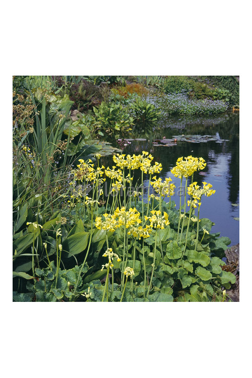 Pierwiosnek kwiecisty | Primula florindae