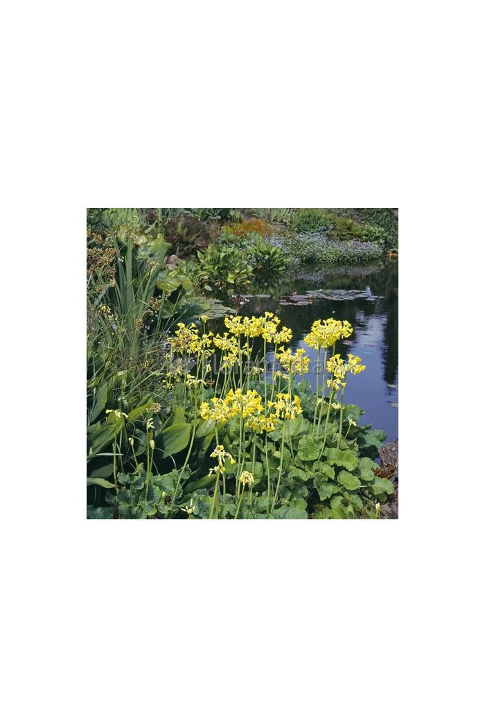 Pierwiosnek kwiecisty | Primula florindae