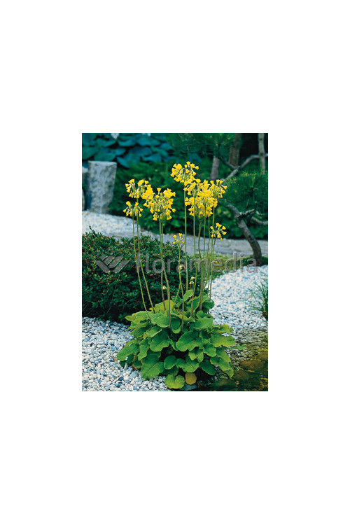 Pierwiosnek kwiecisty | Primula florindae