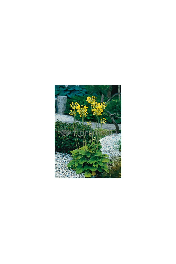 Pierwiosnek kwiecisty | Primula florindae